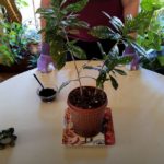Are Coffee Grounds Good to Use on Houseplants?