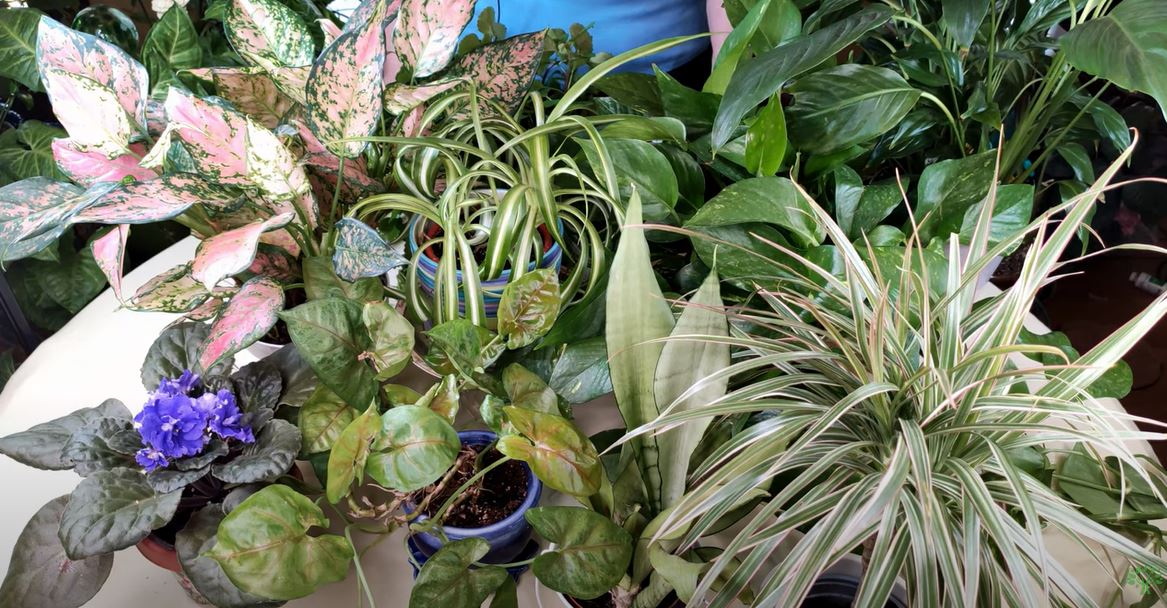 low light houseplants canada