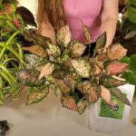Chinese Evergreen Care: What to Know