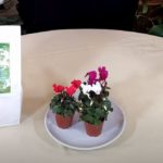 Cyclamen Care: What to Know