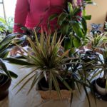 Dracaena Plant Care: What to Know