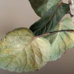 Edema: Does Your Houseplant Have It?