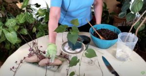 🍠 How to Grow Sweet Potato Vines Indoors: A Simple Guide for Stunning Houseplants