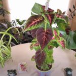 Growing Coleus from Seed