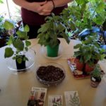 Growing Herbs Indoors: What to Know