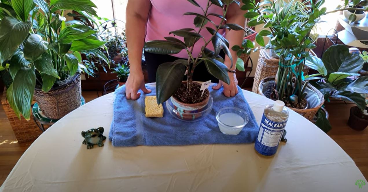 How And Why To Clean Your Houseplants Healthy Houseplants