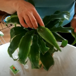 How to Check Houseplant Soil pH and Why it’s Important (Part 1)