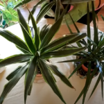 How to Get Rid of Brown Leaf Tips on My Houseplants