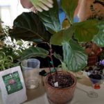 How to Revive a Fiddleleaf Fig (Part 3)