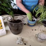 How to Revive a Spider Plant (Part 5)