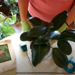 How to Save a Plant with Root Rot (Part 3)