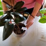How to Save a Plant with Root Rot (Part 4)