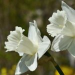 How to Grow Paperwhites Indoors: A Guide to Forcing Bulbs