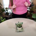 Peperomia Care: What to Know