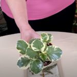 Plant Stories: Peperomia History