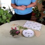 Pressed Flowers and Foliage from Houseplants (Part 1)