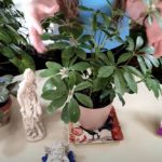 Schefflera Plant Care: What to Know