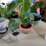 Top Reasons for Repotting New Houseplants