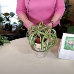 When Spider Plant Leaves Bend and Break