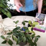 Why Not To Use Softened Water on Houseplants (Part 1)