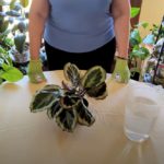 Why Water Houseplants Before Repotting