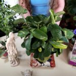 Why to Rotate Your Houseplants