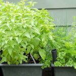 6 Tasty Herbs to Grow Indoors this Fall and Winter