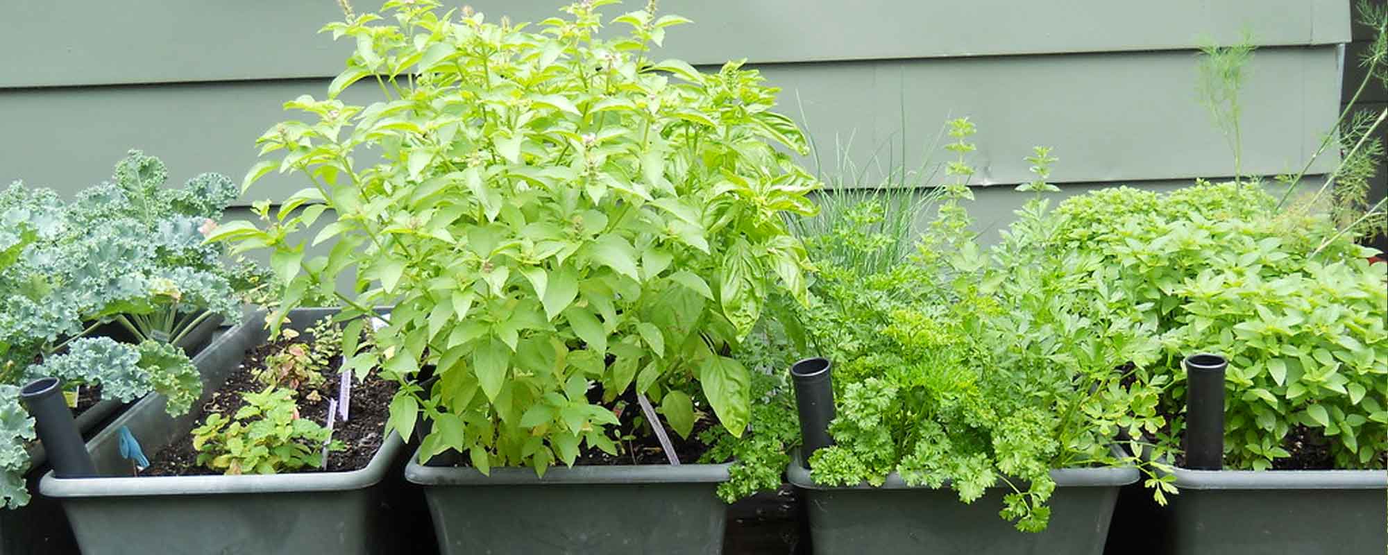 6 Tasty Herbs to Grow Indoors this Fall and Winter - Healthy Houseplants