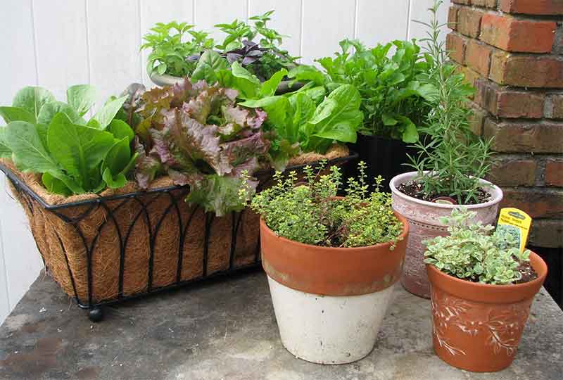 indoor houseplant sage