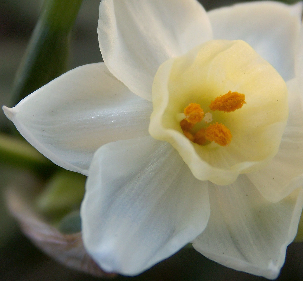 paperwhite narcissus