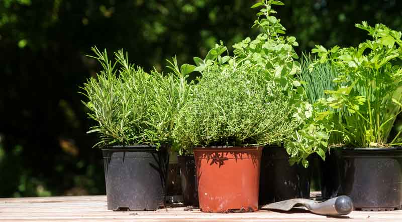 parsley sage rosemary thyme oregano chives