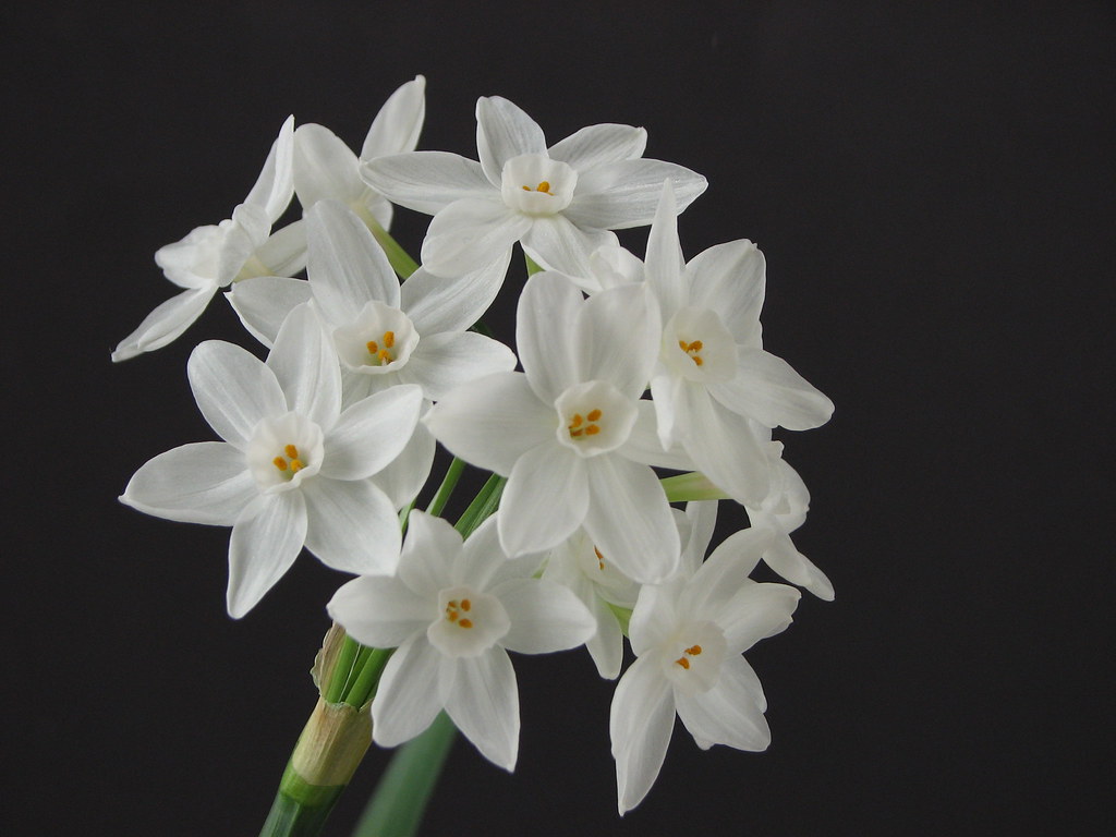 planting paperwhite narcissus