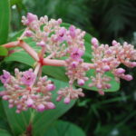 Plant of the Month: Gorgeous Medinilla for your Indoor Garden