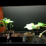 How to Grow Moonflower Indoors