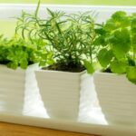 Countertop Vegetable Gardens: Grow Veggies Indoors Year-Round