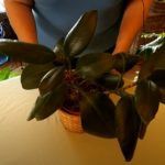 What Root Rot Looks Like in Houseplants (Part 1)