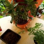 Why and How to Mulch Your Houseplants