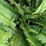 Boston fern (Nephrolepis exaltata`Bostoniensis’)