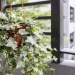 Expert Tips for Growing English Ivy as a Houseplant