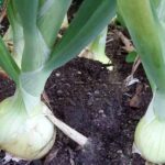 How to Grow Green Onions Indoors