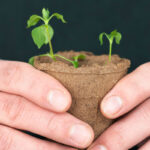 Grow Houseplants from Seed