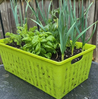 growing garlic indoors