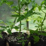 7 Tips for Growing Tasty Tomatoes Indoors