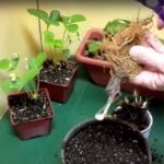 Grow Strawberries Indoors