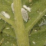 Is Your Indoor Garden Tormented by Mealybugs?