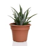 Grow Pineapple Indoors