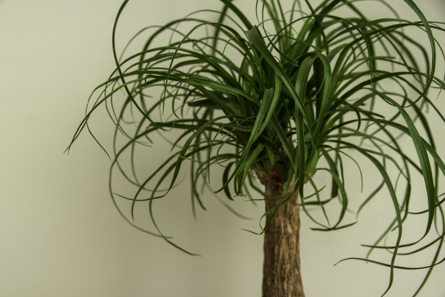 Ponytail Palm Care Indoors - Healthy Houseplants