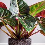 'Red Congo' Philodendron Indoor Care