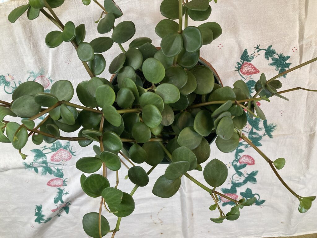 Peperomia tetraphylla 'Hope' Indoor Care