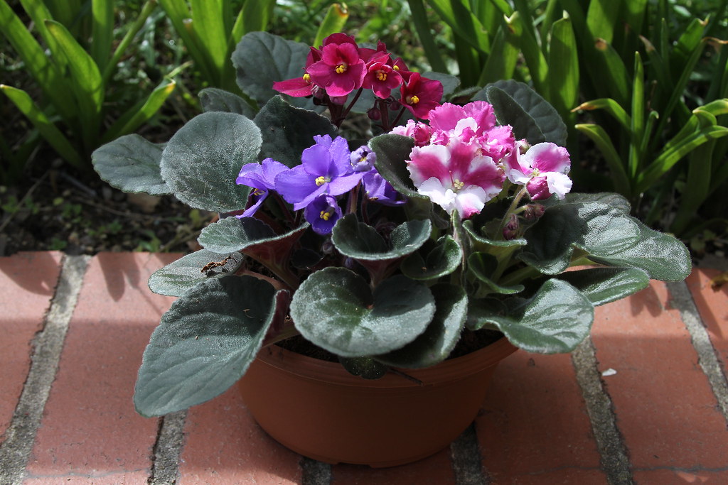 African Violet Trio